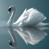 Allowing Peace